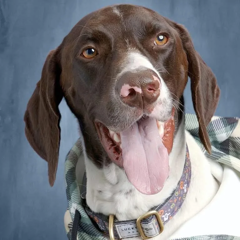 Rowdy Ray smiling, with his tongue out, against a blue-gray backdrop